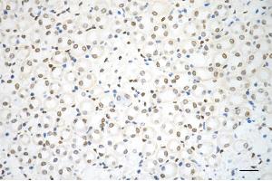Immunohistochemistry was performed on paraffin-embedded mouse kidney using RBBP4 antibody (ABIN7800185), 1:200). (Recombinant Retinoblastoma Binding Protein 4 anticorps)