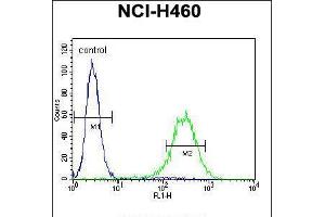 Flow cytometric analysis of NCI-H460 cells (right histogram) compared to a negative control cell (left histogram). (ENPEP anticorps  (C-Term))