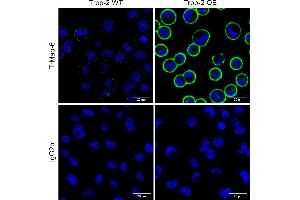 Immunocytochemistry staining of TROP2 on the surface of unfixed wild-type and TROP2-overexpressing MDA-MB-231 cells using mouse monoclonal antibody TrMab-6 (1 μg/mL), detected with GAM IgG-Alexa Fluor488 (diluted 1:1000, green), isotype control IgG2b was used as the negative control. (TACSTD2 anticorps)