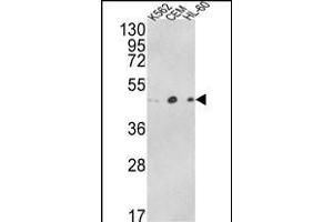 Western blot analysis of ACTR3B Antibody (C-term) (ABIN652480 and ABIN2842327) in K562, CEM, HL-60 cell line lysates (35 μg/lane).