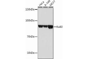 Western blot analysis of extracts of various cell lines, using Ku80 Rabbit mAb (ABIN7271406) at 1:1000 dilution. (XRCC5 anticorps)