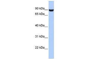 Western Blotting (WB) image for anti-Leucine Rich Repeat and Fibronectin Type III Domain Containing 5 (LRFN5) antibody (ABIN2459610) (LRFN5 anticorps)