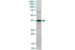 PLSCR3 monoclonal antibody (M04), clone 4F5. (PLSCR3 anticorps  (AA 1-295))