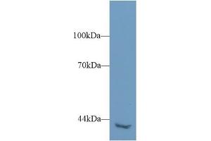 Western Blot; Sample: Mouse Kidney lysate; Primary Ab: 1µg/ml Rabbit Anti-Human PLCh2 Antibody Second Ab: 0. (PLCH2 anticorps  (AA 1-257))