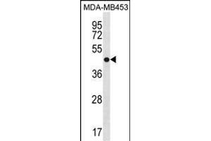 ANXA13 Antibody (N-term) (ABIN1881061 and ABIN2838620) western blot analysis in MDA-M cell line lysates (35 μg/lane). (Annexin A13 anticorps  (N-Term))