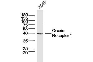 A549 lysates probed with Orexin Receptor 1 Polyclonal Antibody, Unconjugated  at 1:300 dilution and 4˚C overnight incubation.