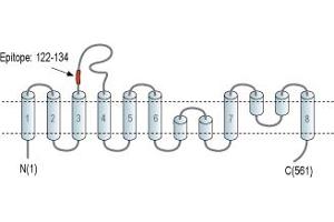 anti-Gastric Inhibitory Polypeptide Receptor (GIPR) (AA 25-38), (Extracellular), (N-Term) antibody