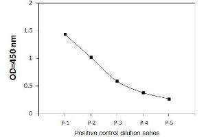 HeLa cells were treated with Calyculin A.