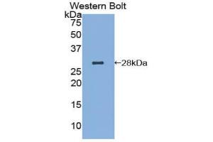 Western blot analysis of recombinant Human AIF. (AIF anticorps  (AA 103-322))