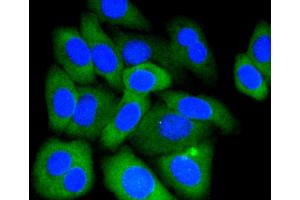 Immunofluorescence analysis of HepG2 cells using MCL1 antibody (ABIN4904325). (MCL-1 anticorps)