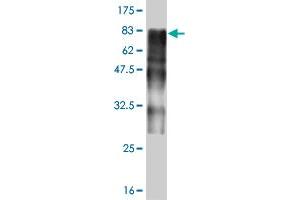 Western Blot detection against Immunogen (73. (ZSCAN20 anticorps  (AA 1-433))