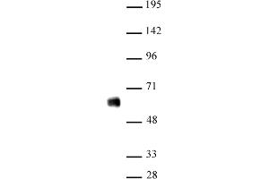 IRF-5 antibody (pAb) tested by Western blot Nuclear extract of THP-1 cells (20 μg) probed with IRF-5 antibody (1:500). (IRF5 anticorps  (N-Term))