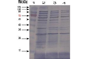 Western-blotting of E coli cell Lysate (HCP anticorps)