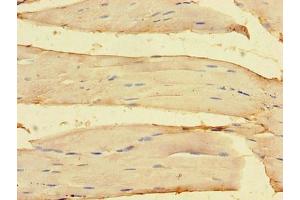 Immunohistochemistry of paraffin-embedded human skeletal muscle tissue using ABIN7162143 at dilution of 1:100 (OLFML1 anticorps  (AA 201-402))