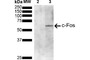 Western Blot analysis of Human Serum starved HeLa cells treated with PMA showing detection of 41 kDa c-fos protein using Mouse Anti-c-fos Monoclonal Antibody, Clone 4A3 (ABIN5650659). (c-FOS anticorps  (AA 280-380) (PE))