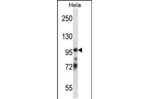 Western blot analysis in Hela cell line lysates (35ug/lane).
