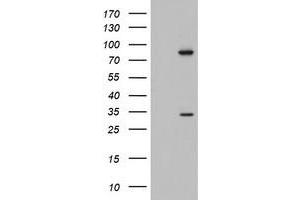 Western Blotting (WB) image for anti-Chromosome 3 Open Reading Frame 15 (C3orf15) (AA 1-313) antibody (ABIN2715592) (C3orf15 anticorps  (AA 1-313))