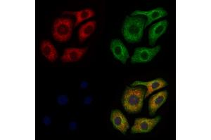 ABIN6260299 and ABIN6277920 staining Hela cells by IF/ICC. (IBSP anticorps  (Internal Region))