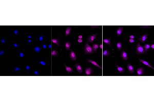 Immunocytochemical staining of C2C12 cells with RAN binding protein 3 antibody (ABIN7800127), 1:1,000). (Recombinant RanBP3 anticorps)