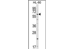 Western blot analysis of CYP51A1 Antibody in HL-60 cell line lysates (35ug/lane) (CYP51A1 anticorps  (C-Term))