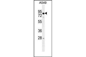 Western blot analysis of RAD17 Antibody  in A549 cell line lysates (35ug/lane). (RAD17 anticorps  (Middle Region))