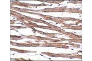 Immunohistochemistry of MAK10 in human heart tissue with this product at 5 μg/ml. (MAK10/NAA35 anticorps  (Center))