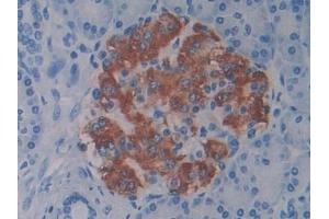 Detection of BPI in Human Pancreas Tissue using Polyclonal Antibody to Bactericidal/Permeability Increasing Protein (BPI)