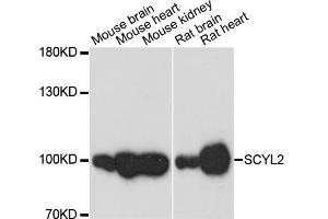 Western blot analysis of extracts of various cell lines, using SCYL2 antibody. (SCYL2 anticorps)
