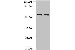 Western blot All lanes: SLC2A1 antibody at 6 μg/mL Lane 1: NIH/3T3 whole cell lysate Lane 2: Hela whole cell lysate Secondary Goat polyclonal to rabbit IgG at 1/10000 dilution Predicted band size: 54 kDa Observed band size: 54 kDa