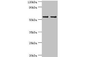 Western blot All lanes: SLC2A1 antibody at 6 μg/mL Lane 1: NIH/3T3 whole cell lysate Lane 2: Hela whole cell lysate Secondary Goat polyclonal to rabbit IgG at 1/10000 dilution Predicted band size: 54 kDa Observed band size: 54 kDa (GLUT1 anticorps  (AA 210-310))