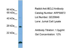 WB Suggested Anti-BCL2  Antibody Titration: 0. (Bcl-2 anticorps  (Middle Region))