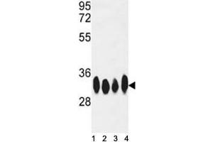 Western blot analysis of HuR antibody and HeLa, Jurkat, CEM, Ramos lysate.