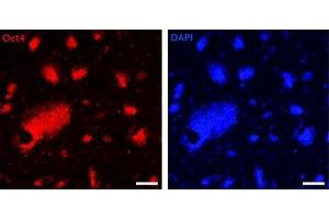 Oct-4 antibody (pAb) tested by Immunofluorescence Mouse embryonic stem cells (mESCs) grown on mouse embryonic fibroblast feeder cells (MEFs) were fixed with 4% paraformaldehyde for 10 minutes at room temperature. (OCT4 anticorps)