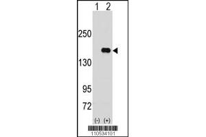 Western blot analysis of PUM2 using rabbit polyclonal PUM2 Antibody using 293 cell lysates (2 ug/lane) either nontransfected (Lane 1) or transiently transfected with the PUM2 gene (Lane 2). (PUM2 anticorps  (N-Term))