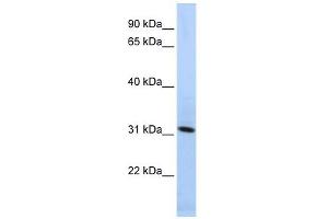 Synaptogyrin 4 antibody used at 1 ug/ml to detect target protein. (SYNGR4 anticorps  (N-Term))