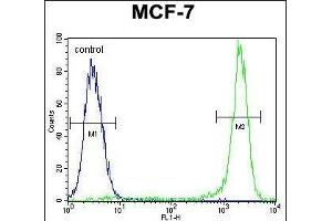 KSR2 Antibody (C-term) (ABIN655390 and ABIN2844938) flow cytometric analysis of MCF-7 cells (right histogram) compared to a negative control cell (left histogram). (KSR2 anticorps  (C-Term))