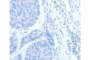 Immunohistochemistry (IHC) image for anti-Complement Factor H-Related 1 (CFHR1) antibody (ABIN1871806) (CFHR1 anticorps)
