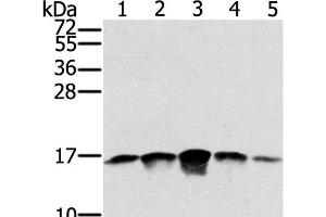 Western Blot analysis of PC3, A549, K562, A375 and hela cell using SSBP1 Polyclonal Antibody at dilution of 1:400 (SSBP1 anticorps)