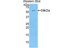 Western blot analysis of the recombinant protein. (CHGB anticorps  (AA 40-326))