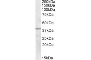 Image no. 1 for anti-NME Gene Family Member 9 (NME9) (AA 250-263) antibody (ABIN343027) (NME9 anticorps  (AA 250-263))