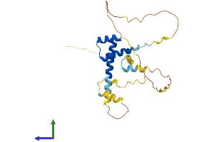 AlphaFold protein structure predicition of Human Recombinant NKX3-1 Protein, UniprotID Q99801