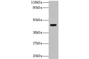 Western blot All lanes: ILF2 antibody at 2 μg/mL + 293T whole cell lysate Secondary Goat polyclonal to rabbit IgG at 1/15000 dilution Predicted band size: 44 kDa Observed band size: 44 kDa (ILF2 anticorps  (AA 1-390))