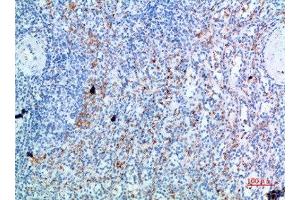 Immunohistochemical analysis of paraffin-embedded human-spleen, antibody was diluted at 1:200 (CD236/GYPC anticorps  (AA 11-60))
