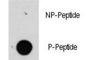 Dot blot analysis of phospho-Raptor antibody. (RAPTOR anticorps  (pSer863))