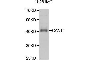 Western blot analysis of extracts of U-251MG cells, using CANT1 antibody (ABIN5973753) at 1/1000 dilution.