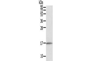 Western Blotting (WB) image for anti-Family with Sequence Similarity 176, Member A (FAM176A) antibody (ABIN2434019) (TMEM166 anticorps)