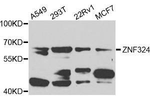 Western blot analysis of extracts of various cells, using ZNF324 antibody. (ZNF324 anticorps)