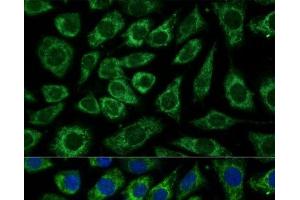 Immunofluorescence analysis of L929 cells using NDUFA4 Polyclonal Antibody at dilution of 1:100 (40x lens).