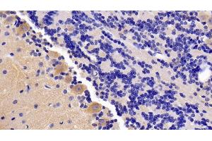 Detection of BDNF in Mouse Cerebellum Tissue using Polyclonal Antibody to Brain Derived Neurotrophic Factor (BDNF) (BDNF anticorps  (AA 20-252))