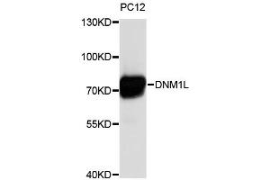 Western blot analysis of extracts of PC-12 cells, using DNM1L antibody (ABIN4903514). (Dynamin 1-Like anticorps)